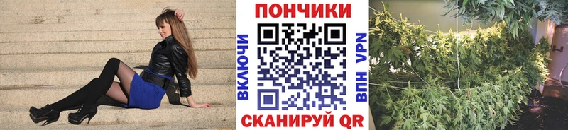 Каннабис OG Kush  Купить  Каргополь 